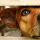 Illustration for article titled Airport Employee Canned After Reporting Abused Dog